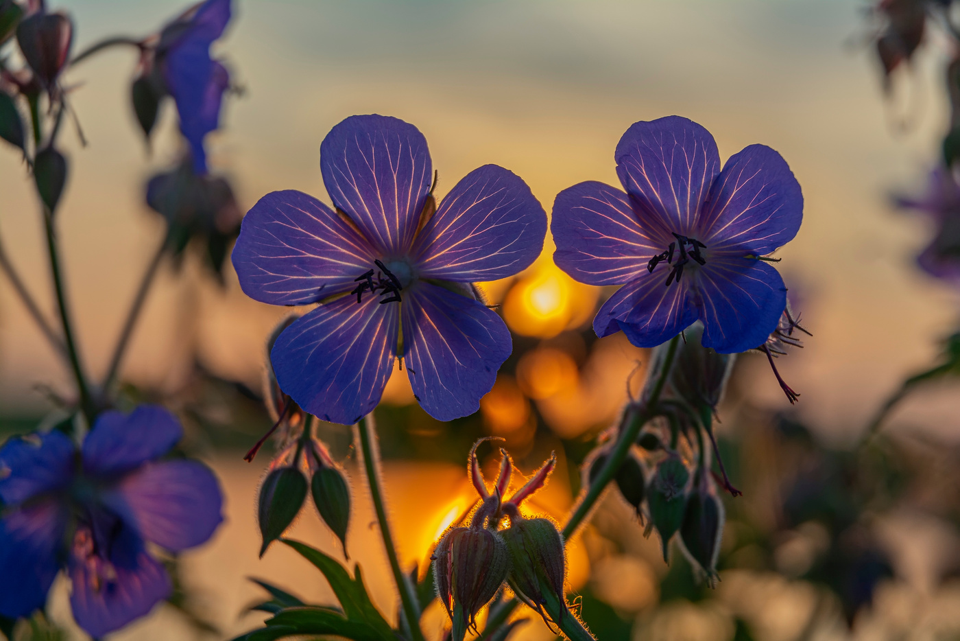 герань луговая на закате