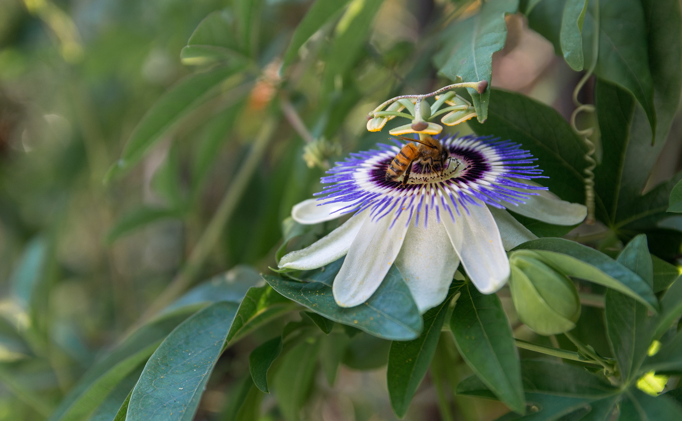 Пассифлора