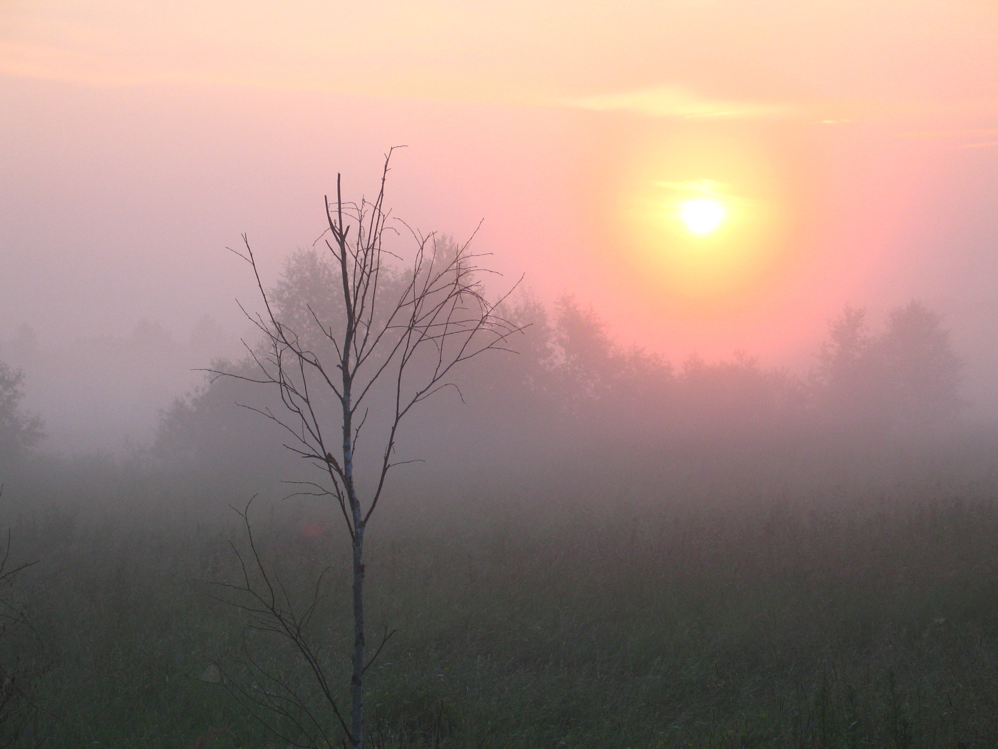 Туманное утро