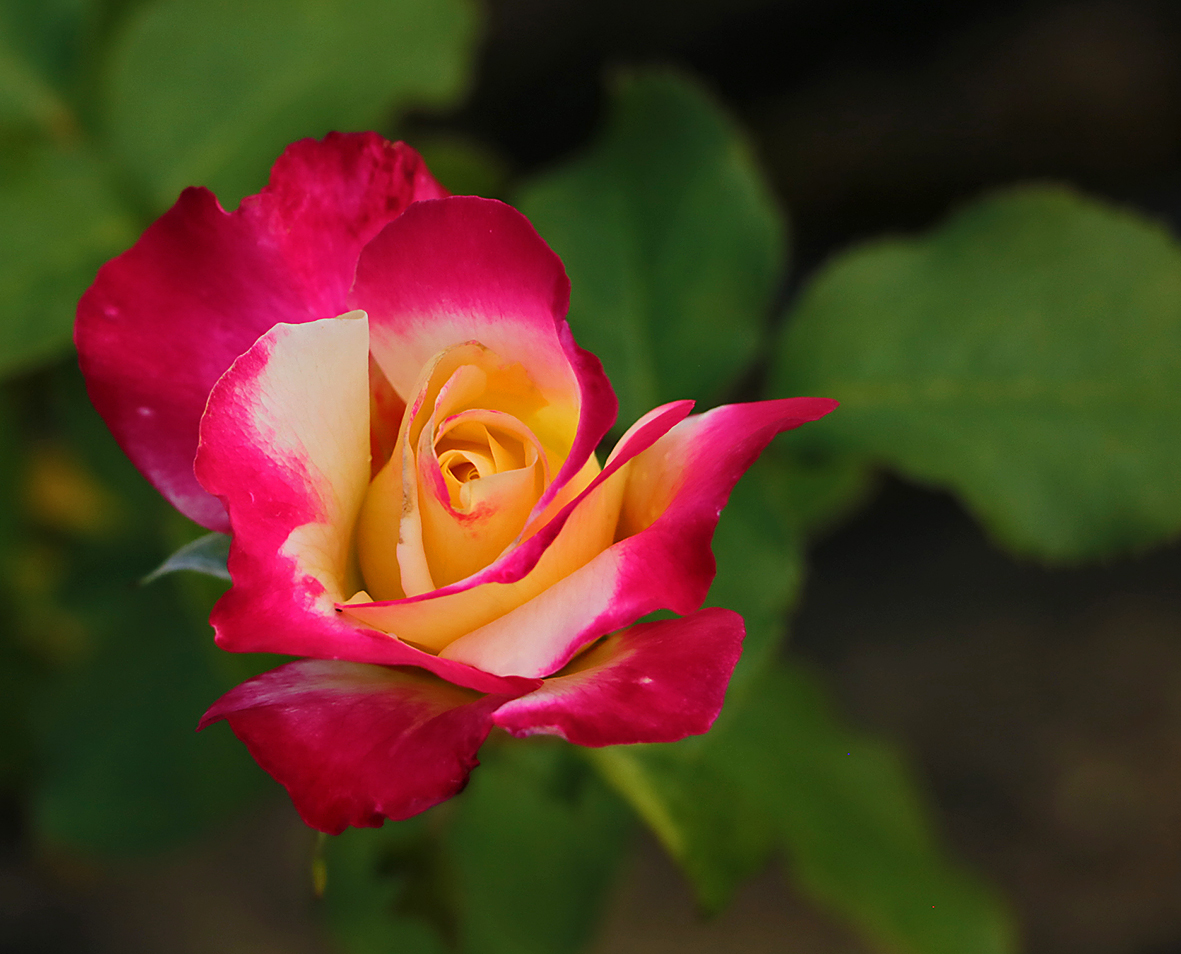 Юная красавица