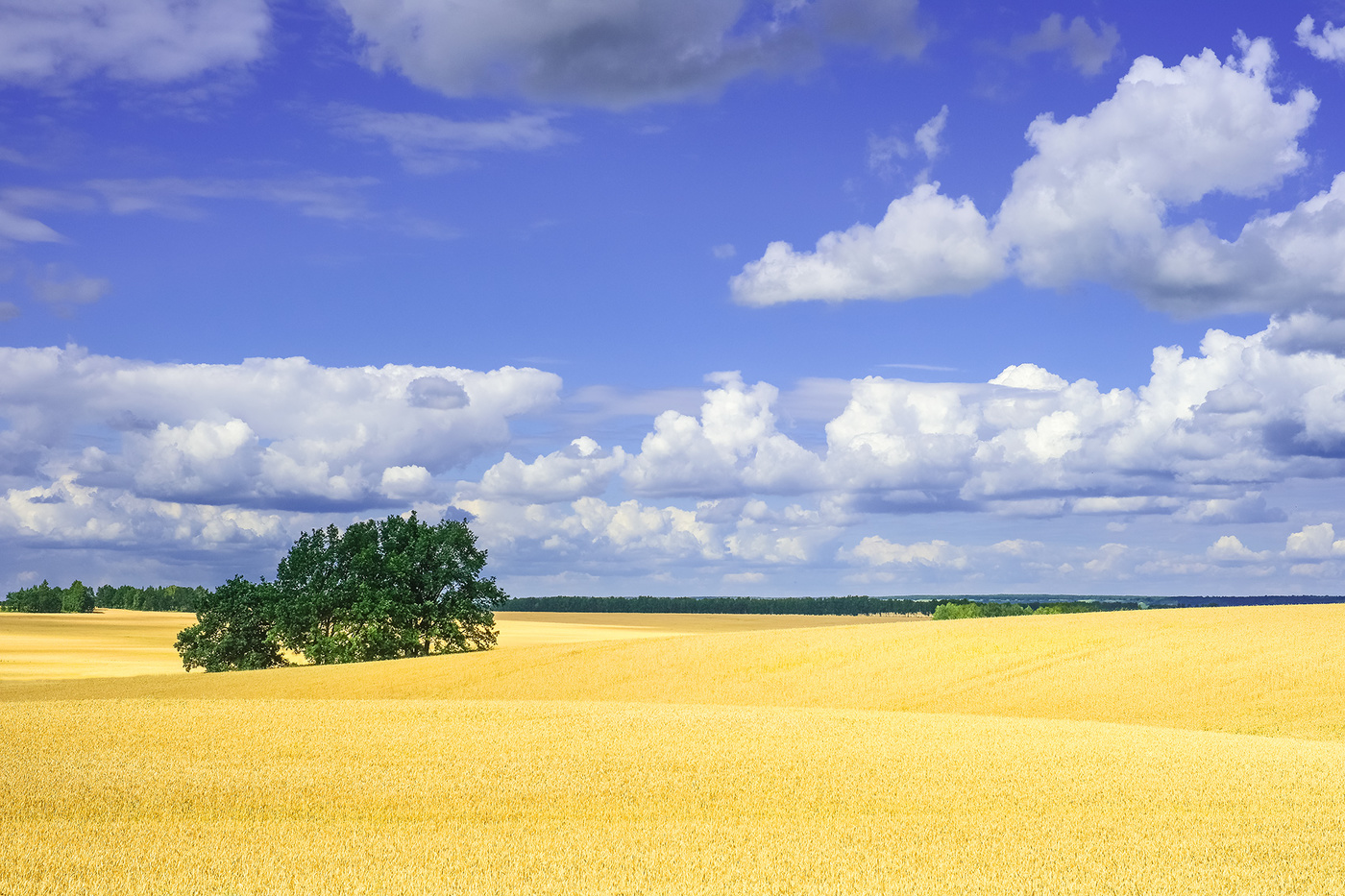 Поля бескрайние...