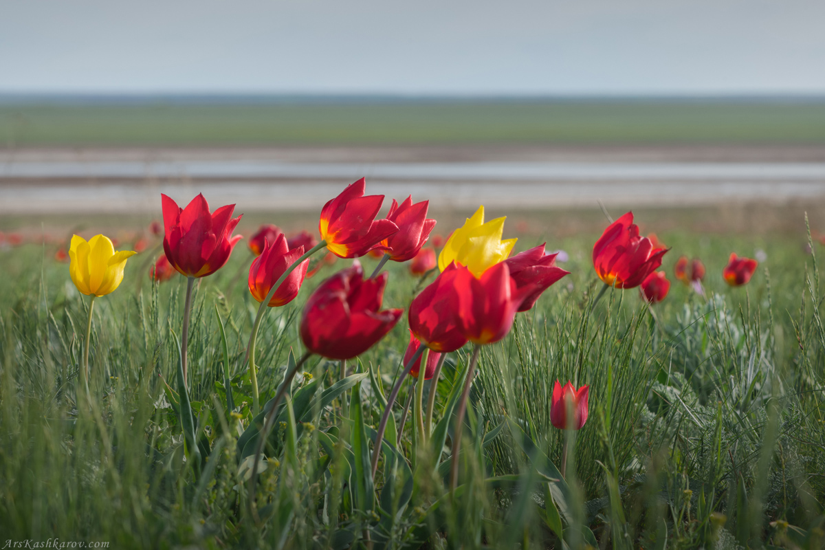 "Тюльпан Шренка"