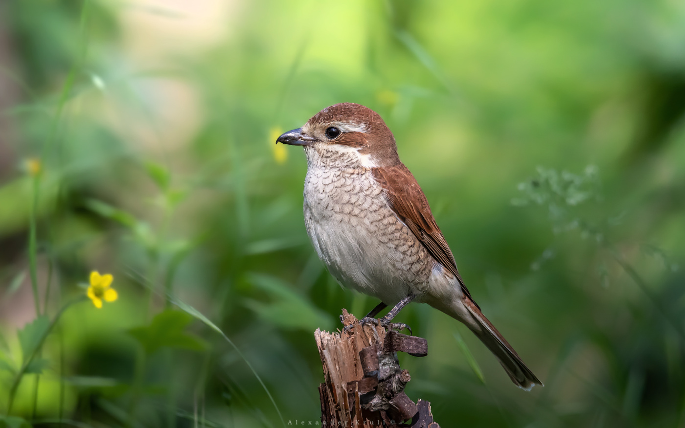 В высоких травах