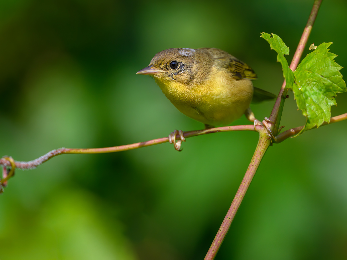 Common yellowthroat (f)