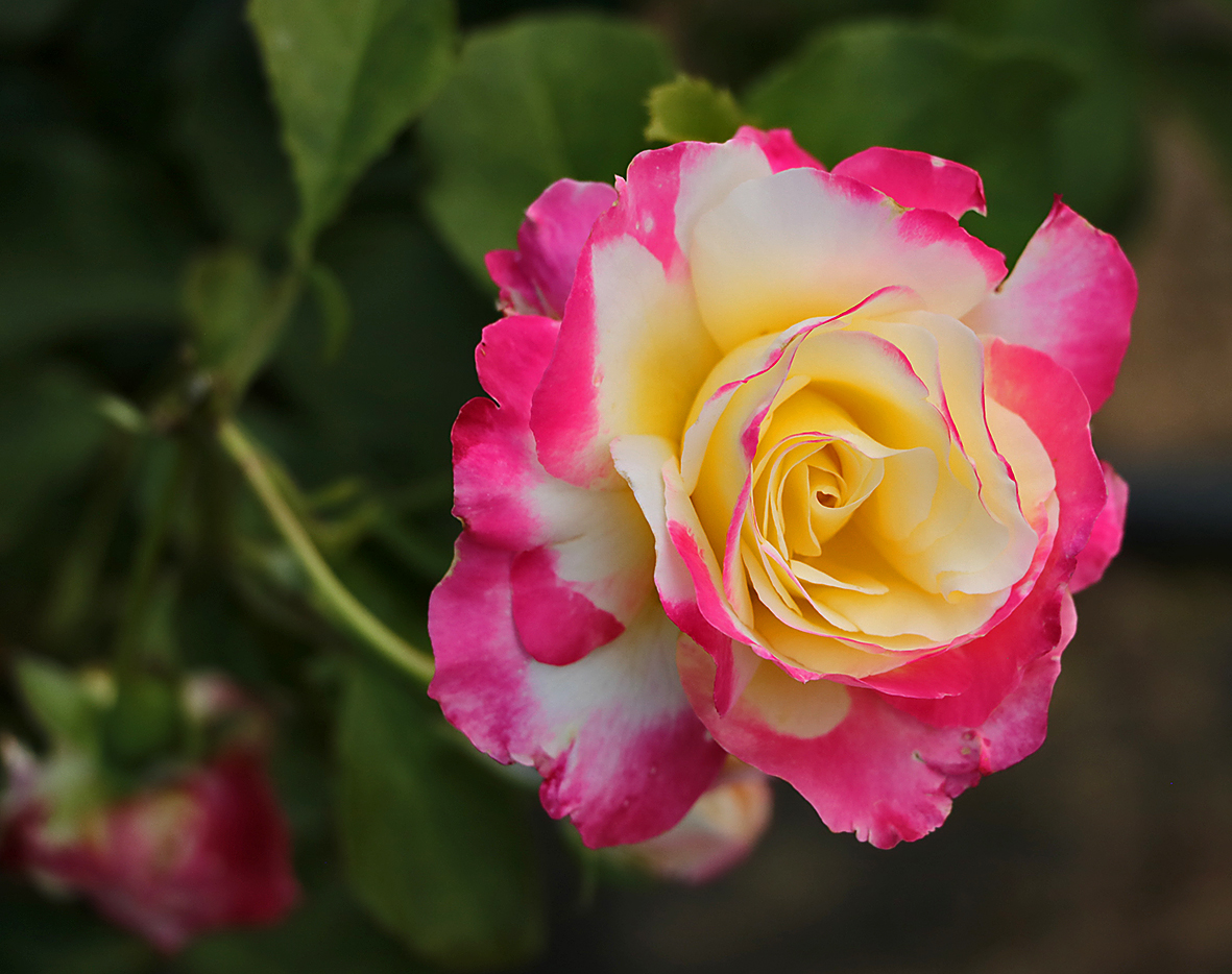 Розы ботанического сада МГУ