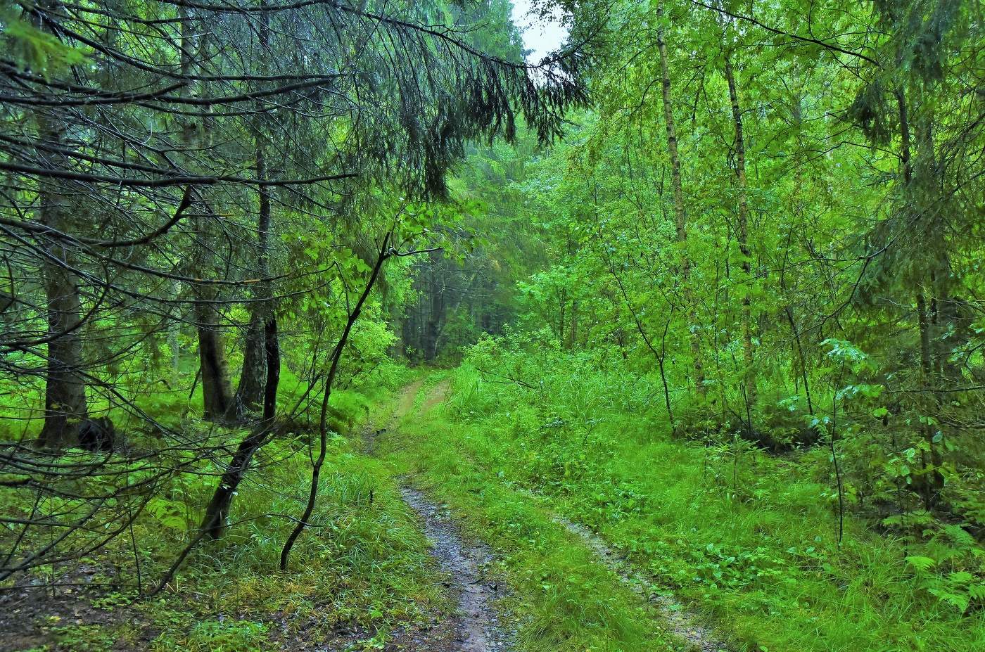 "Дождя отшумевшего капли тихонько по листьям текли..."