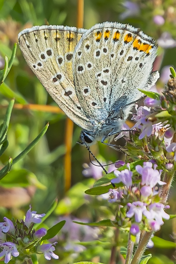 на пахучем чебреце