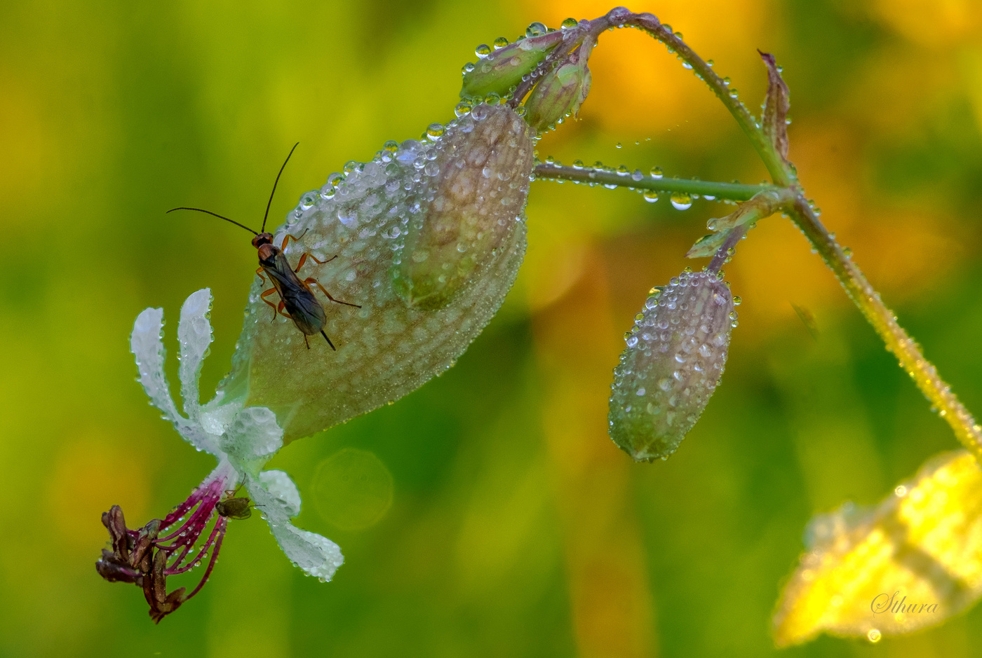 Козявка на цветке.
