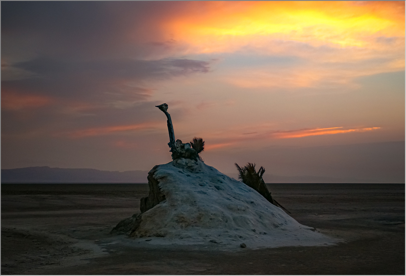 Африканский страус