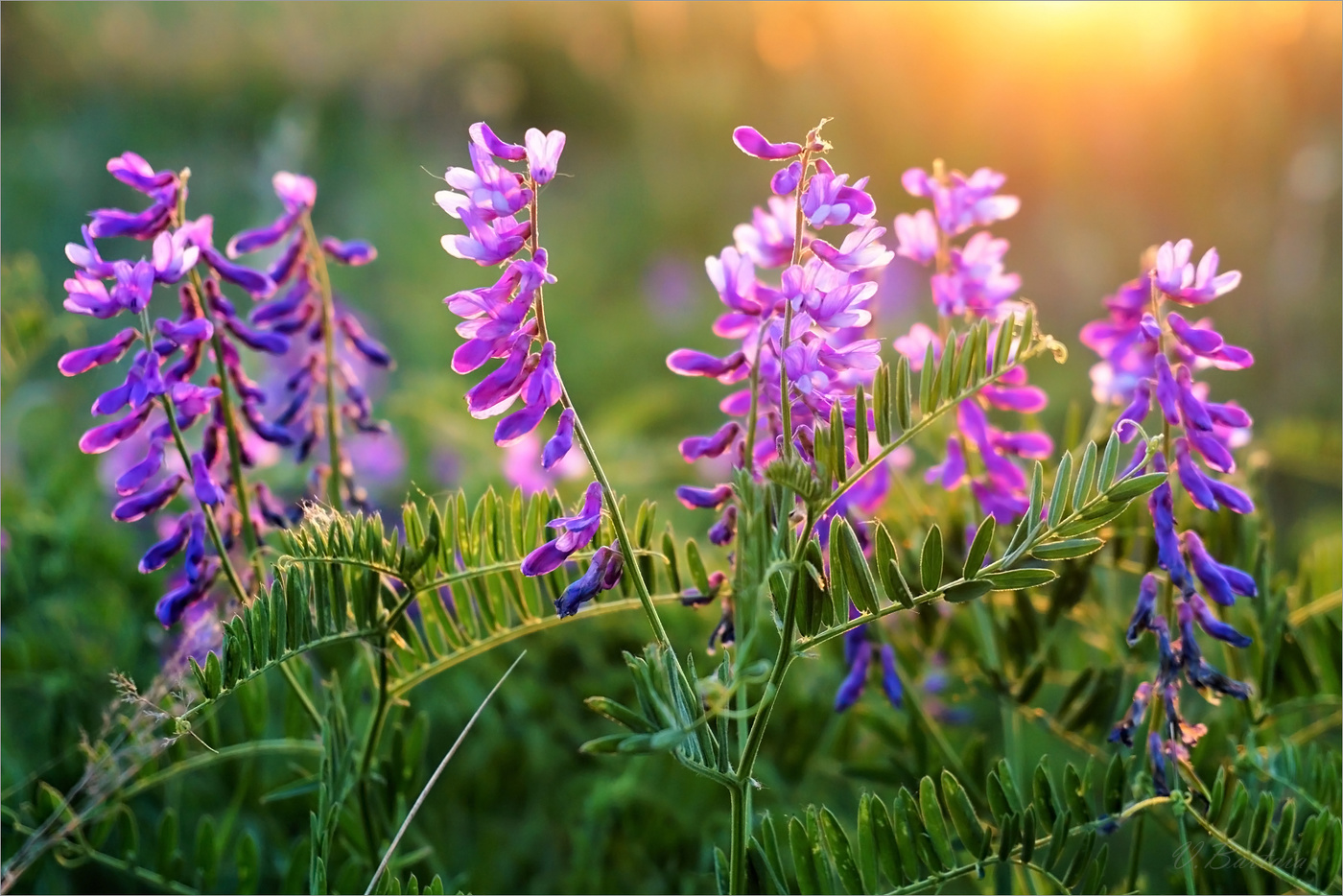 Лето фиолетового цвета