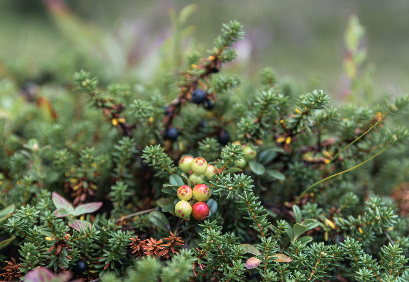 созревающая брусничка