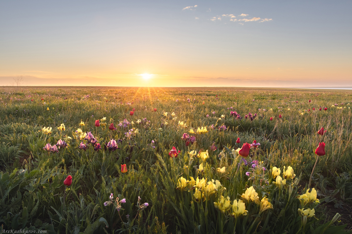 "Ирисы в степи"