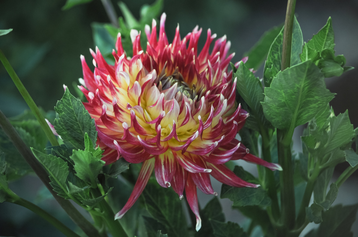 Разноцветна шапка георгина.