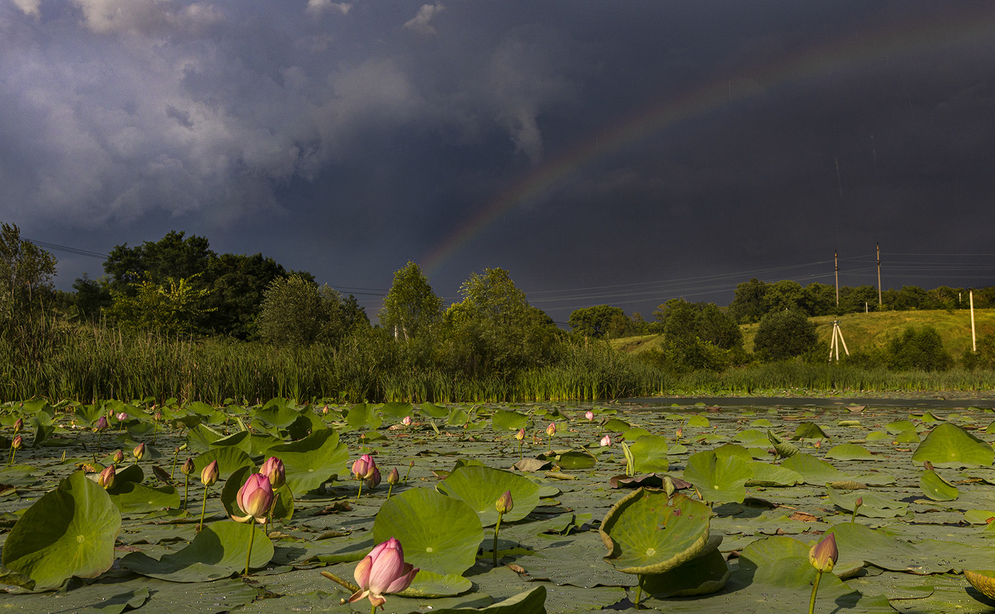 Перед дождем