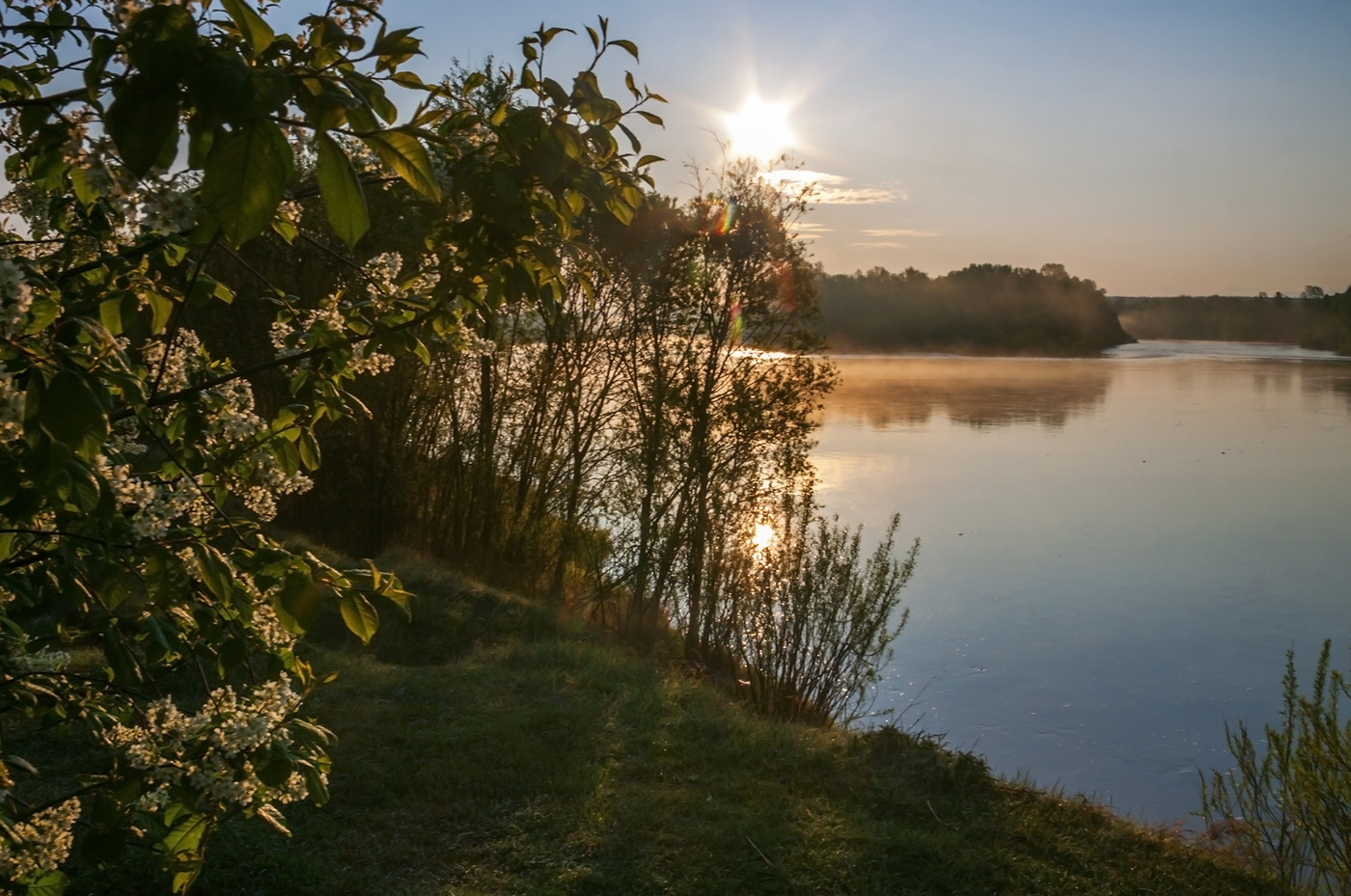 Утро черёмухи