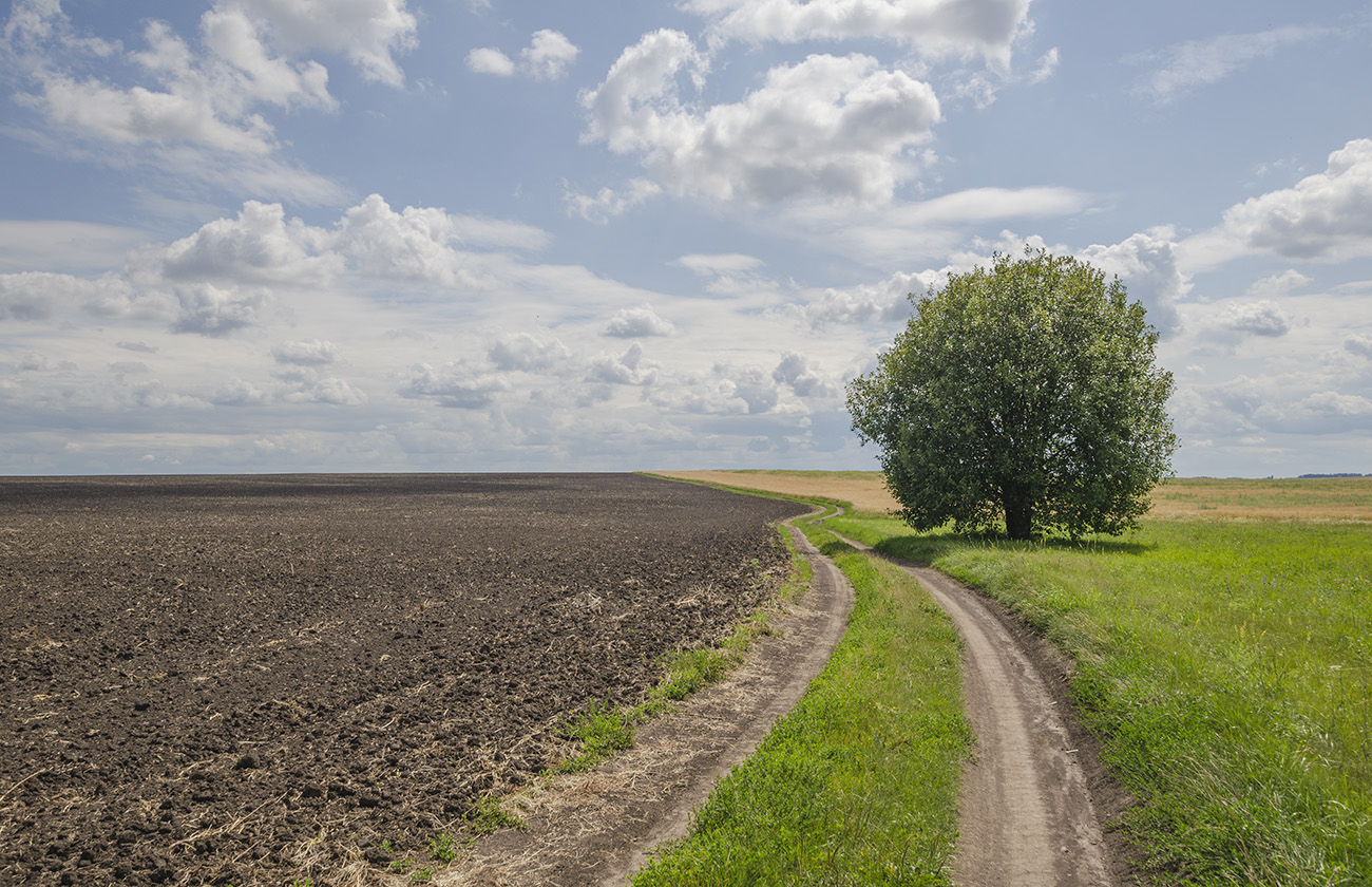 Поле, русское поле...