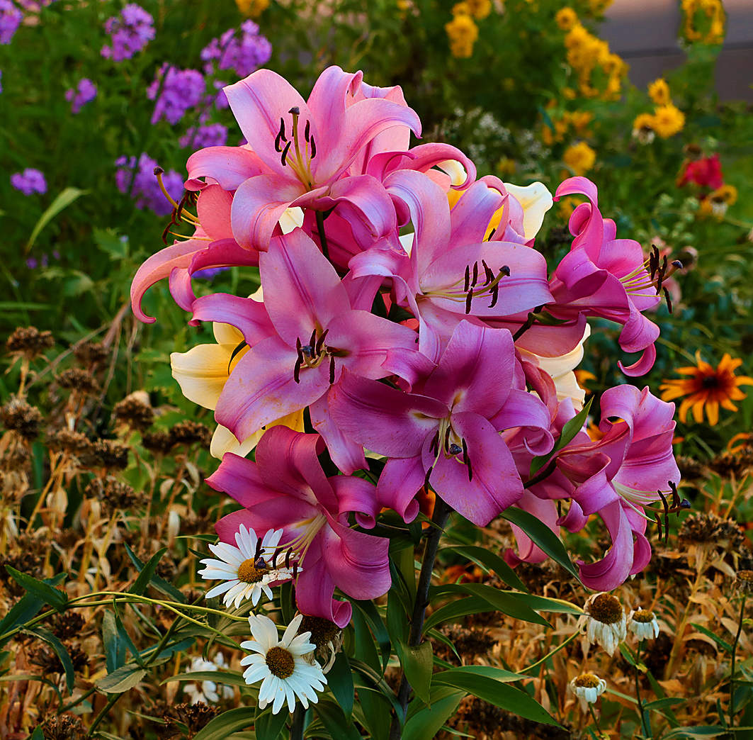 Красота у дома