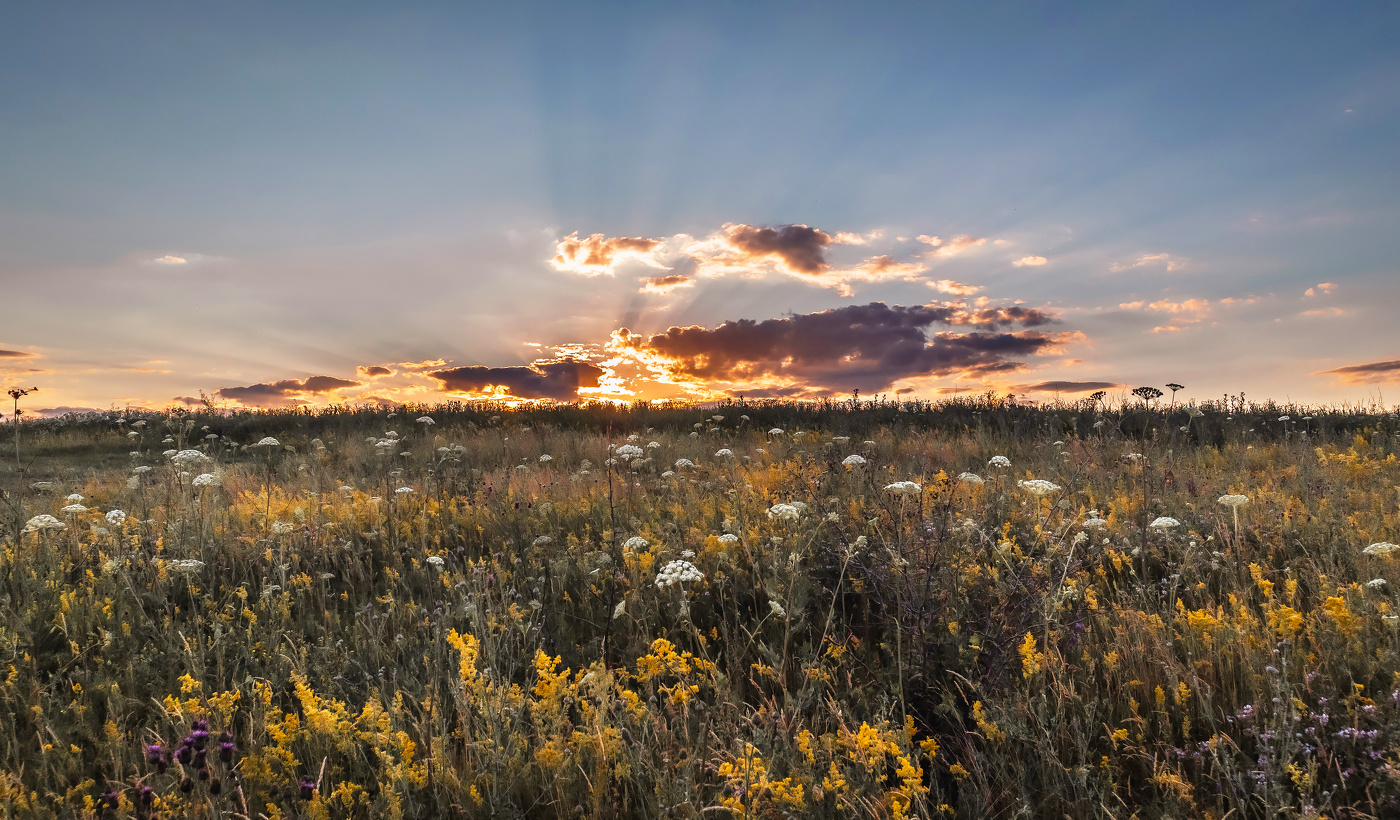 Травы, закат догорает.