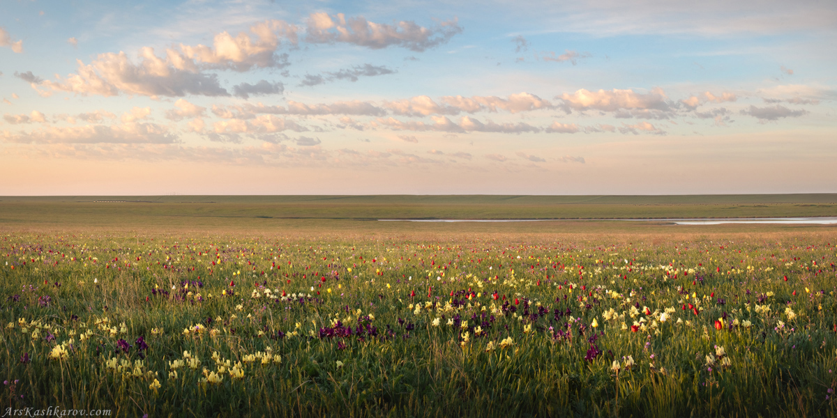 "Цветущие степи Маныча"