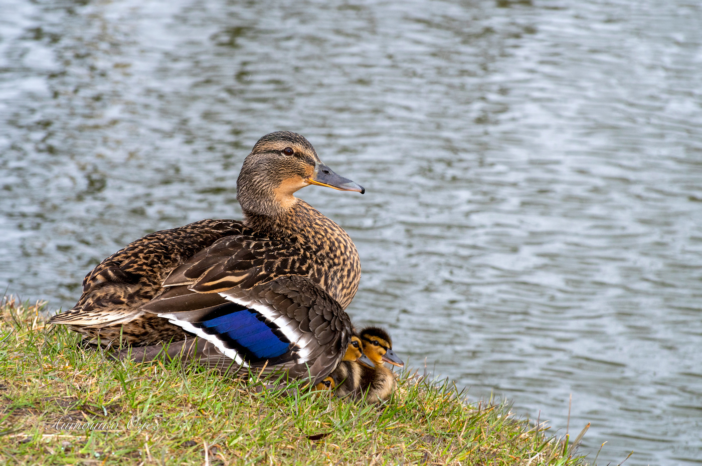 Кряква с птенцами.