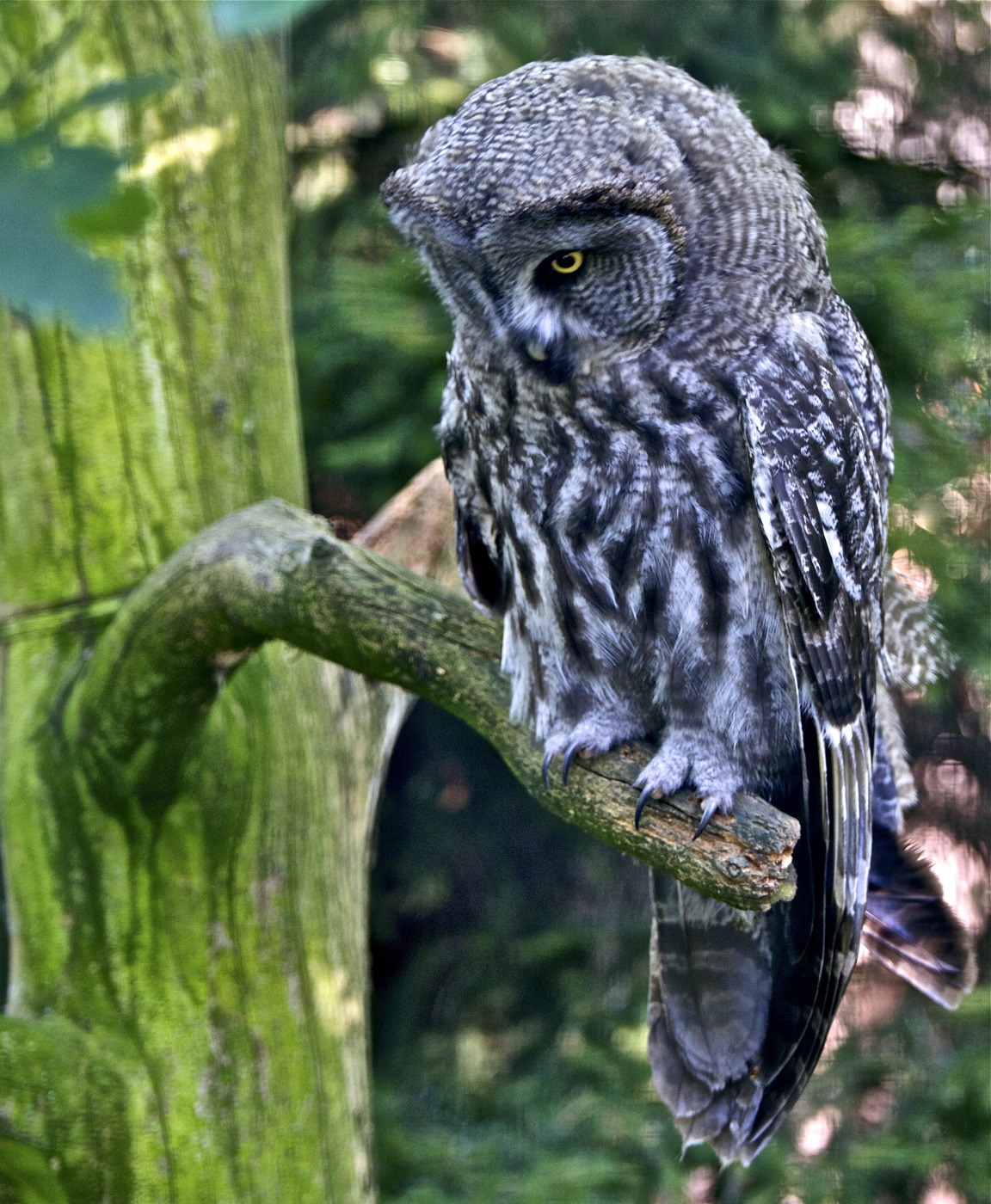 «Царица тайги»