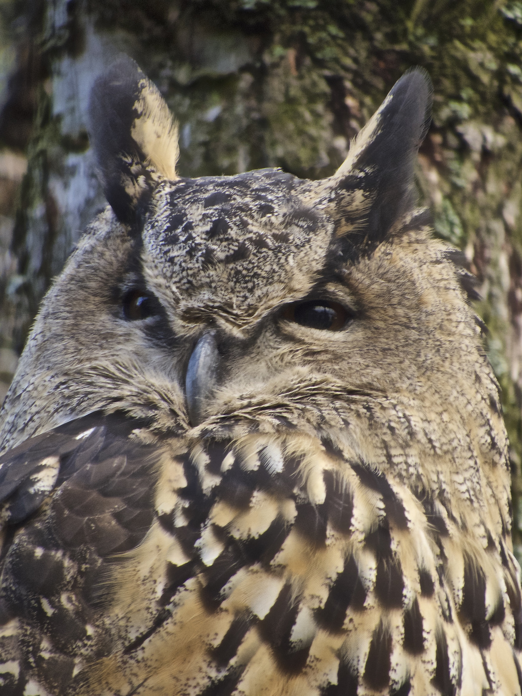 Суровый филин