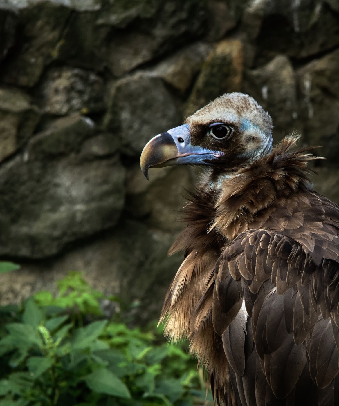 Зоркий глаз