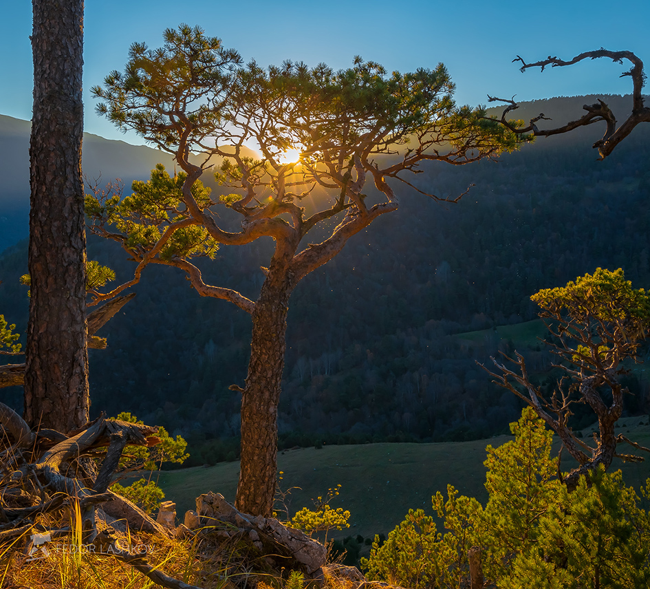 Сосна на закате