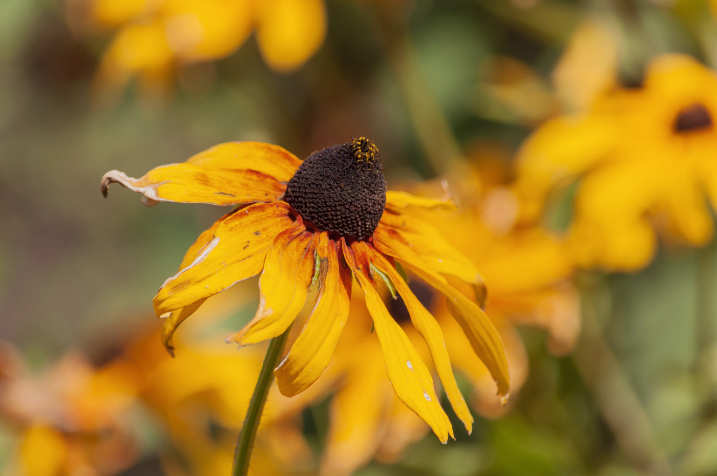 А впереди...осень...