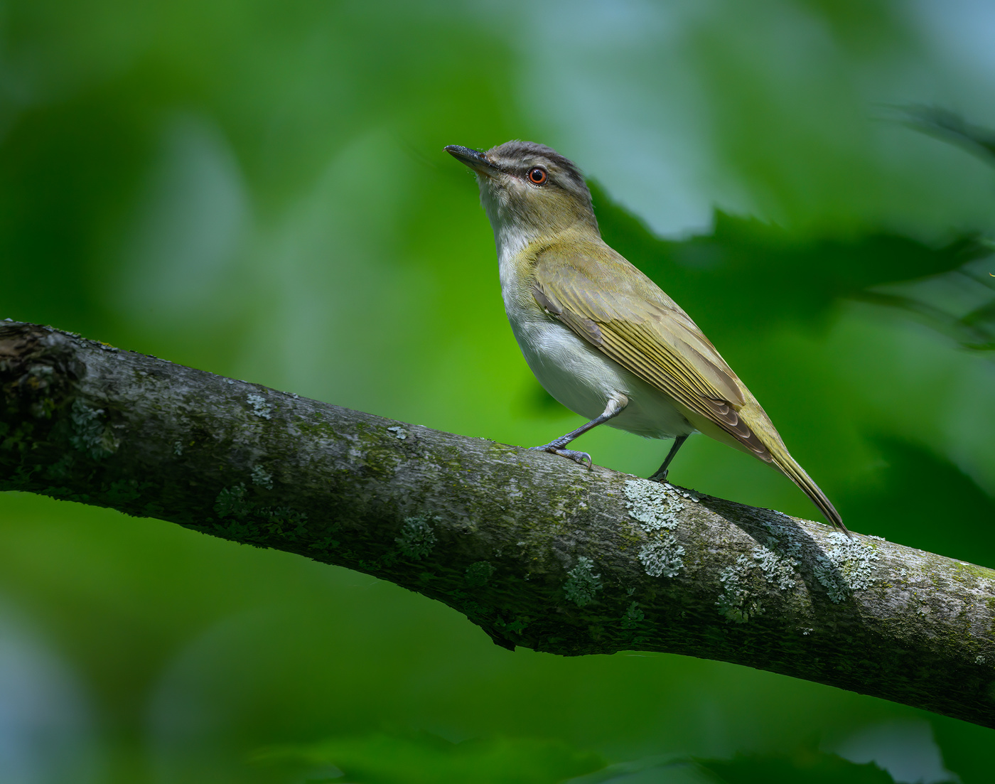 Red-eyed vireo