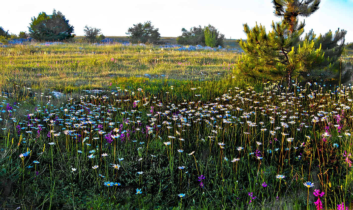 Природа на плато.