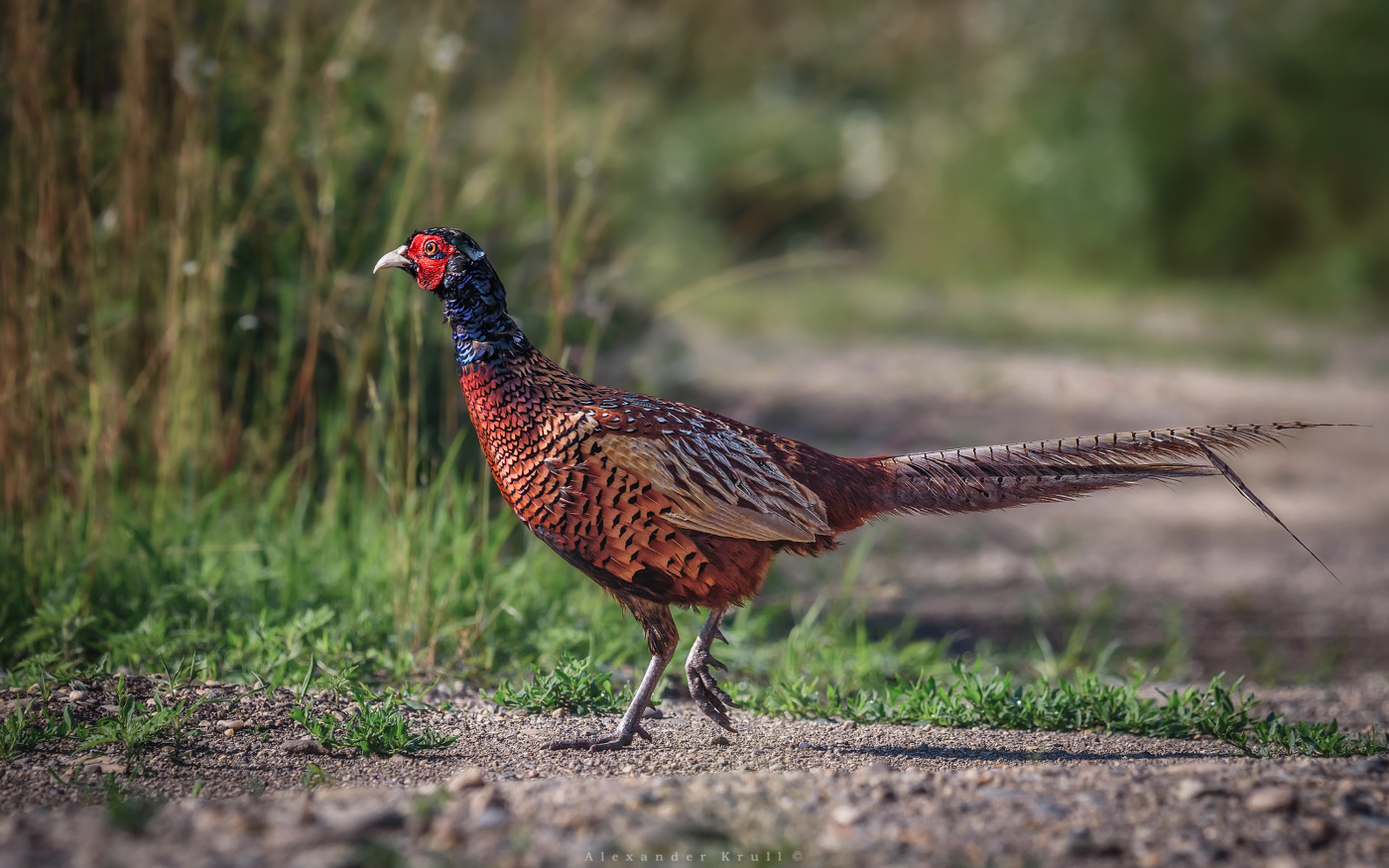 Утренний променад