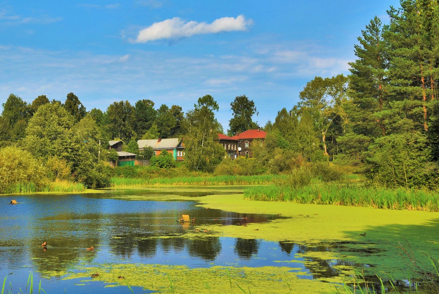 "Старый пруд, заросший ряской ..."