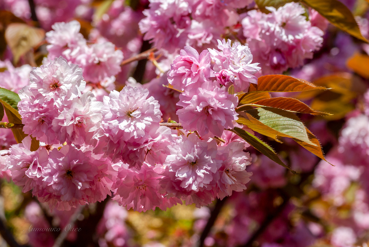 Никитский ботанический сад.