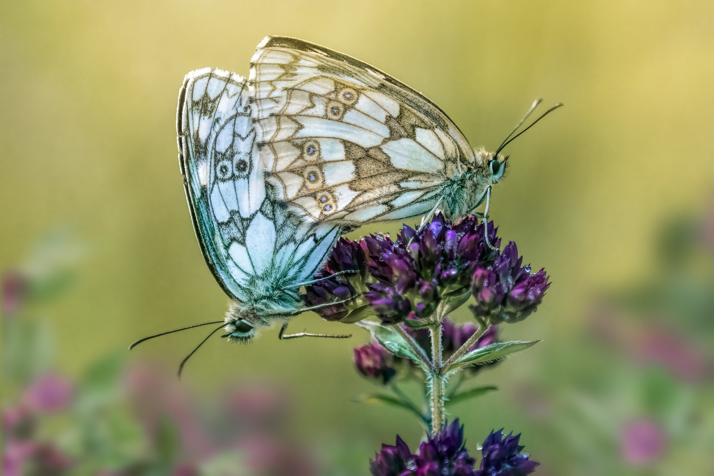 Обнимашки...