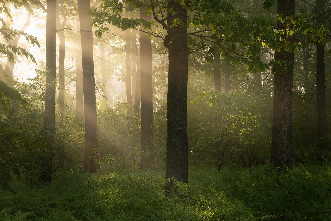 Свет летнего утра