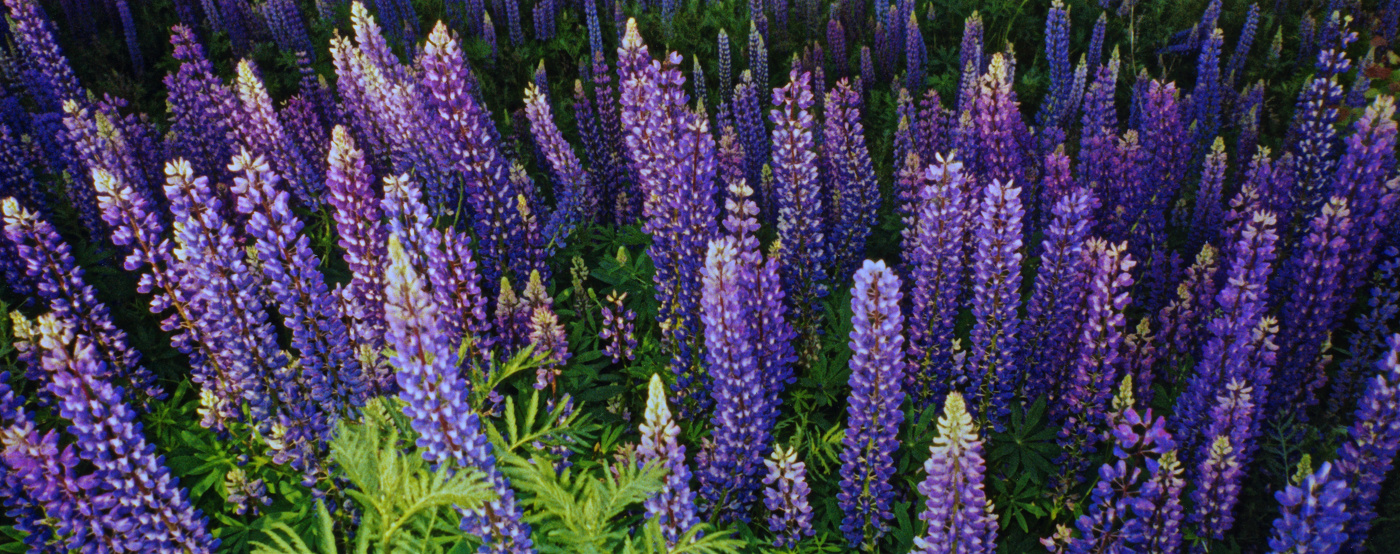 Тянулись к небу люпины...