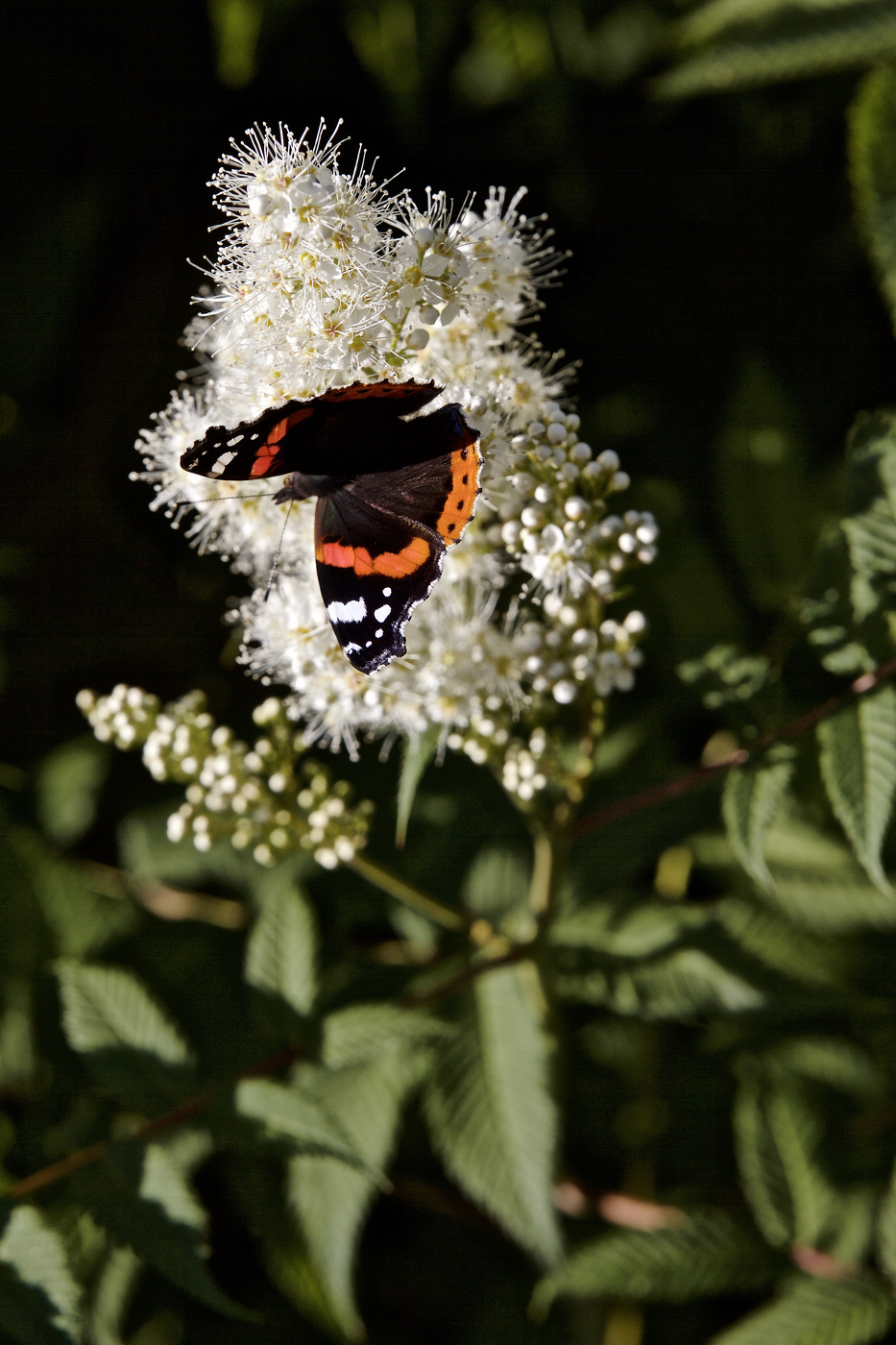 Цветок Адмирала