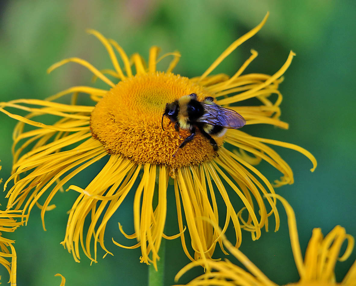 Трудяга на растрёпе