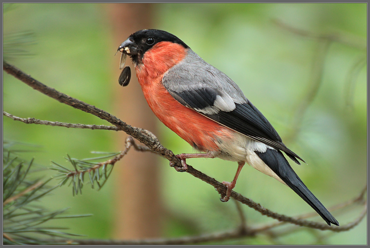 Он не обжора!