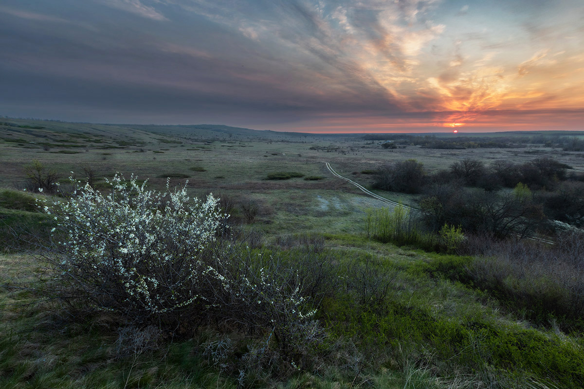Цвет терновника