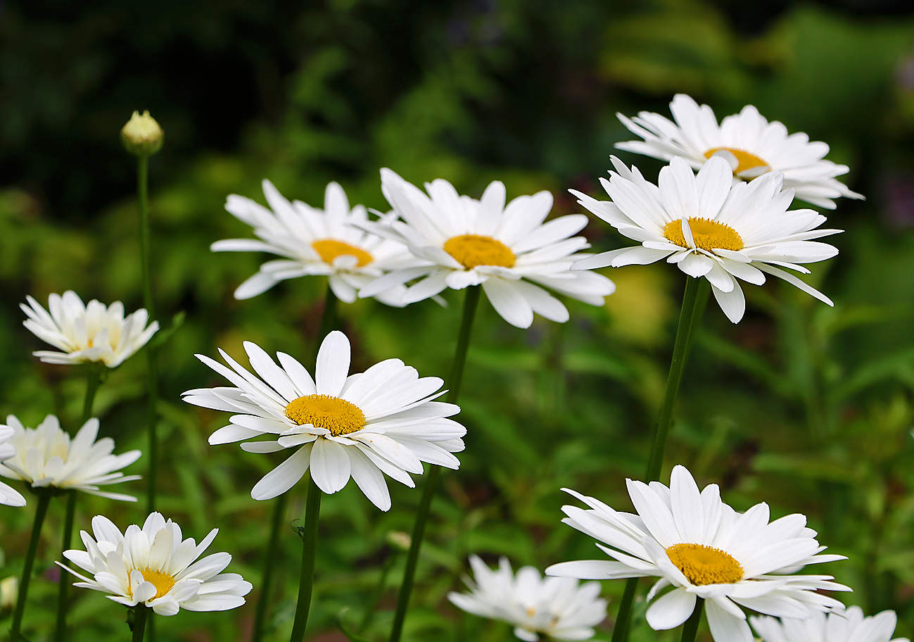 Ромашковое лето