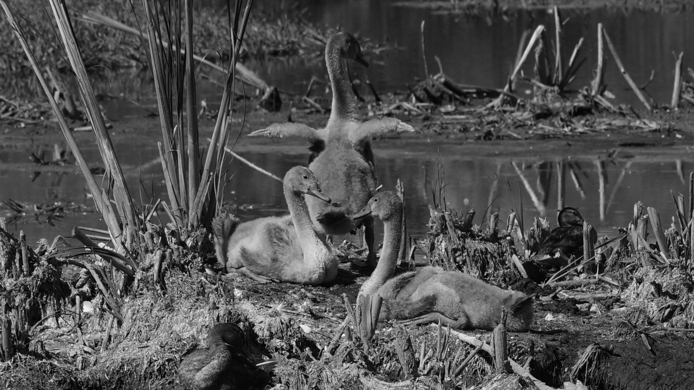 Три "гадких утёнка".