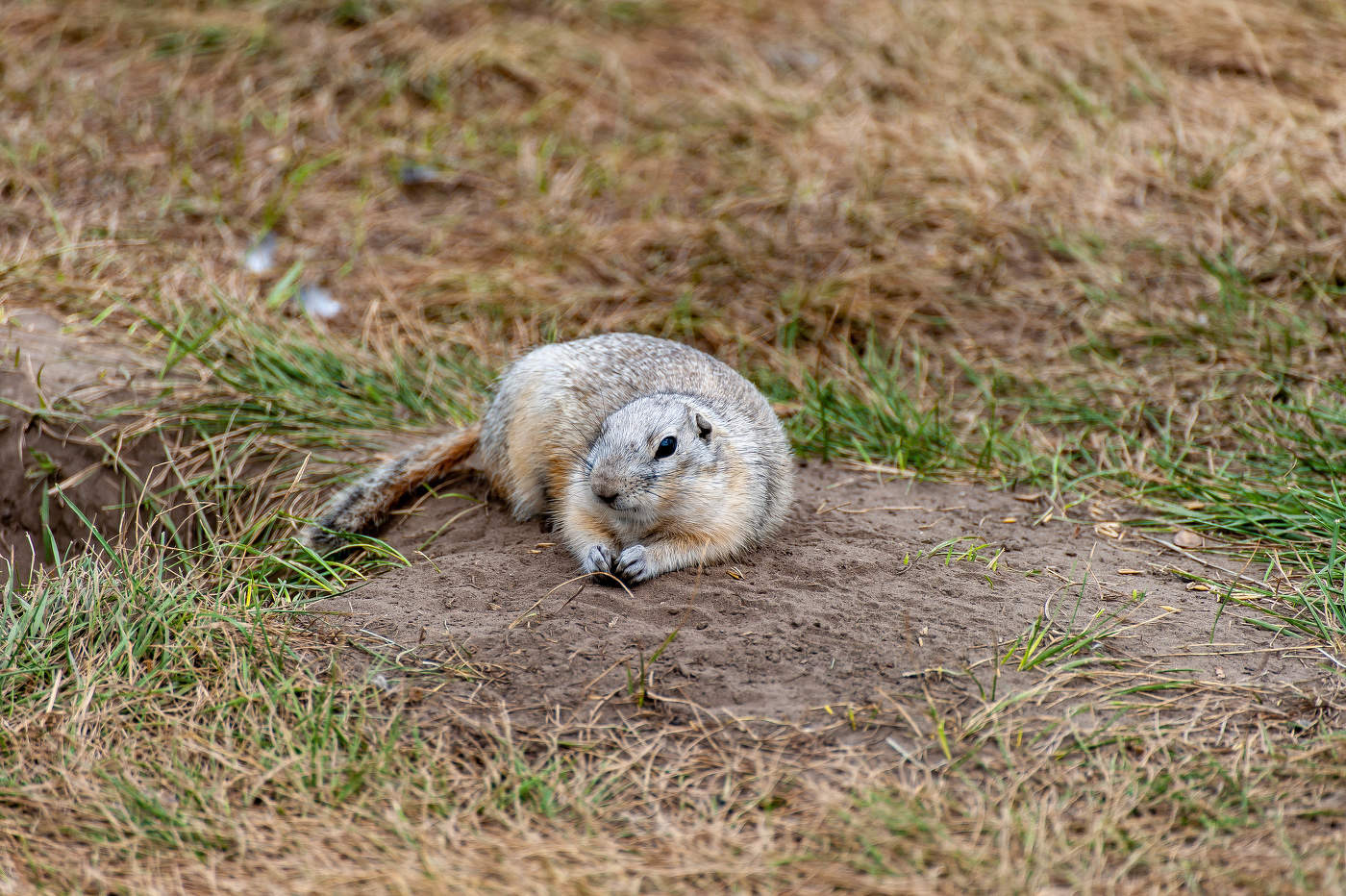 Уставший суслик.
