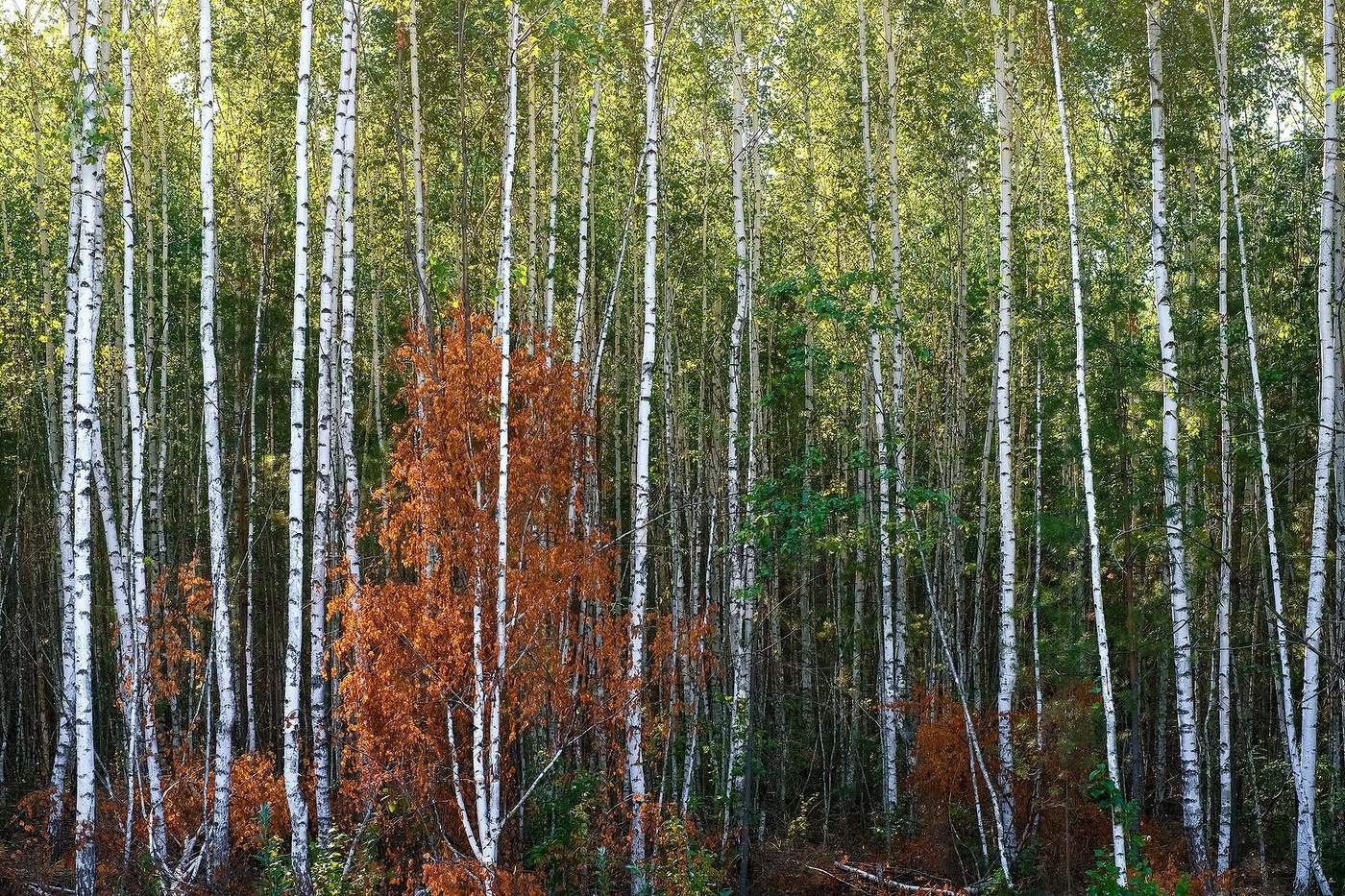 Берёзовая роща...