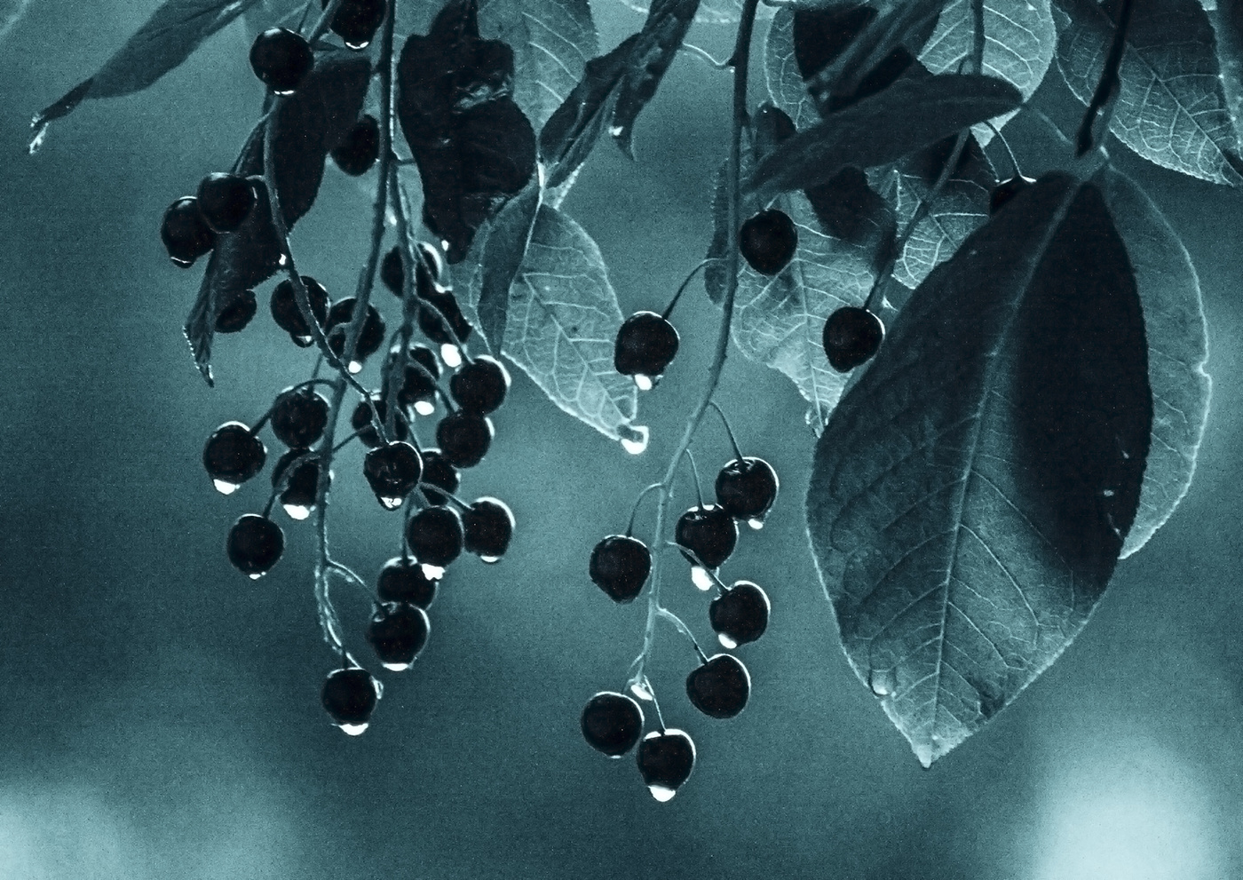 После дождя