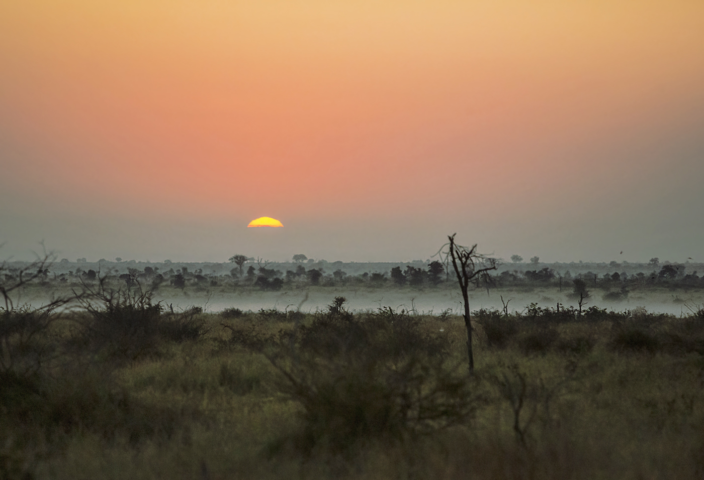Саванна утром