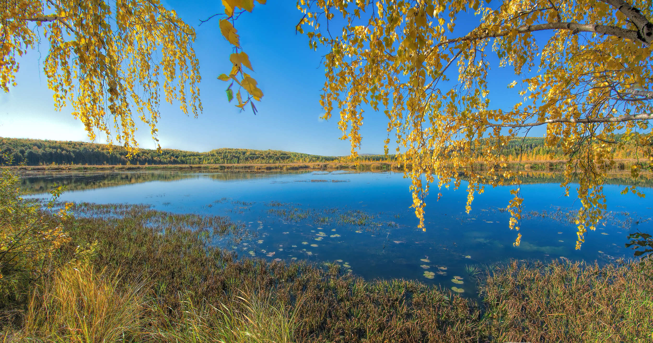 Желтая осень