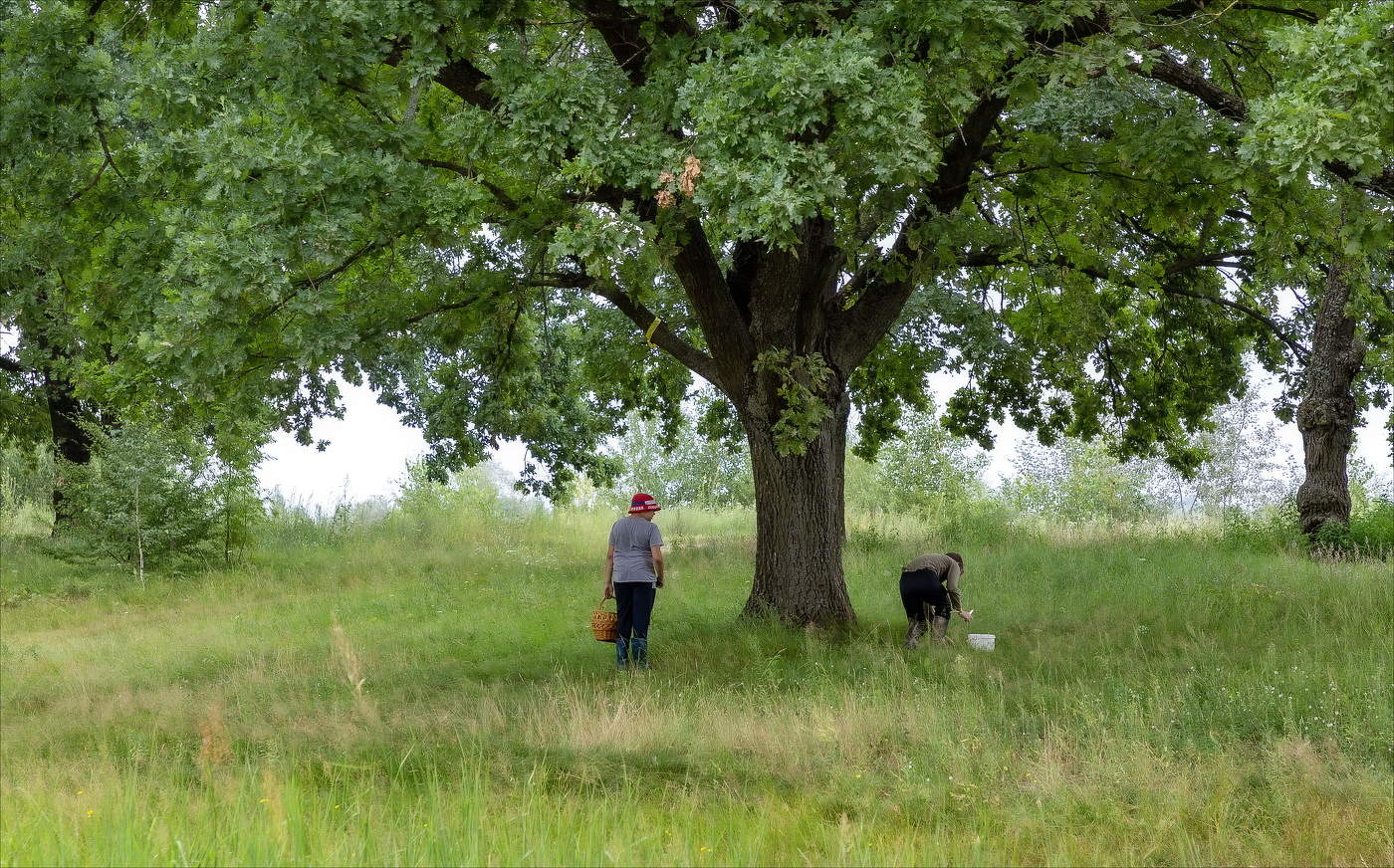 ТИХАЯ ОХОТА