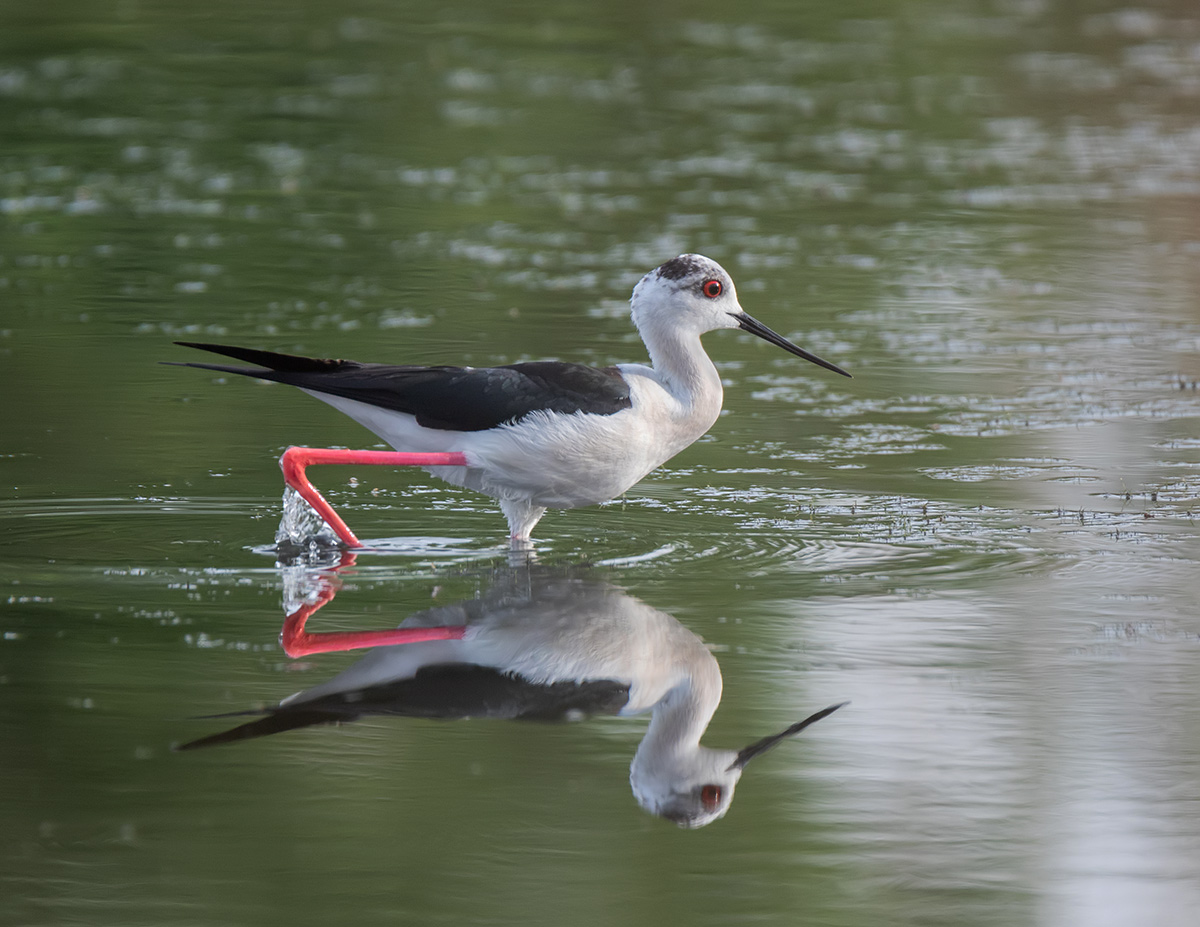 Ходулочник